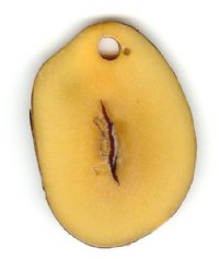 1 Amber Tagua Nut Pendant